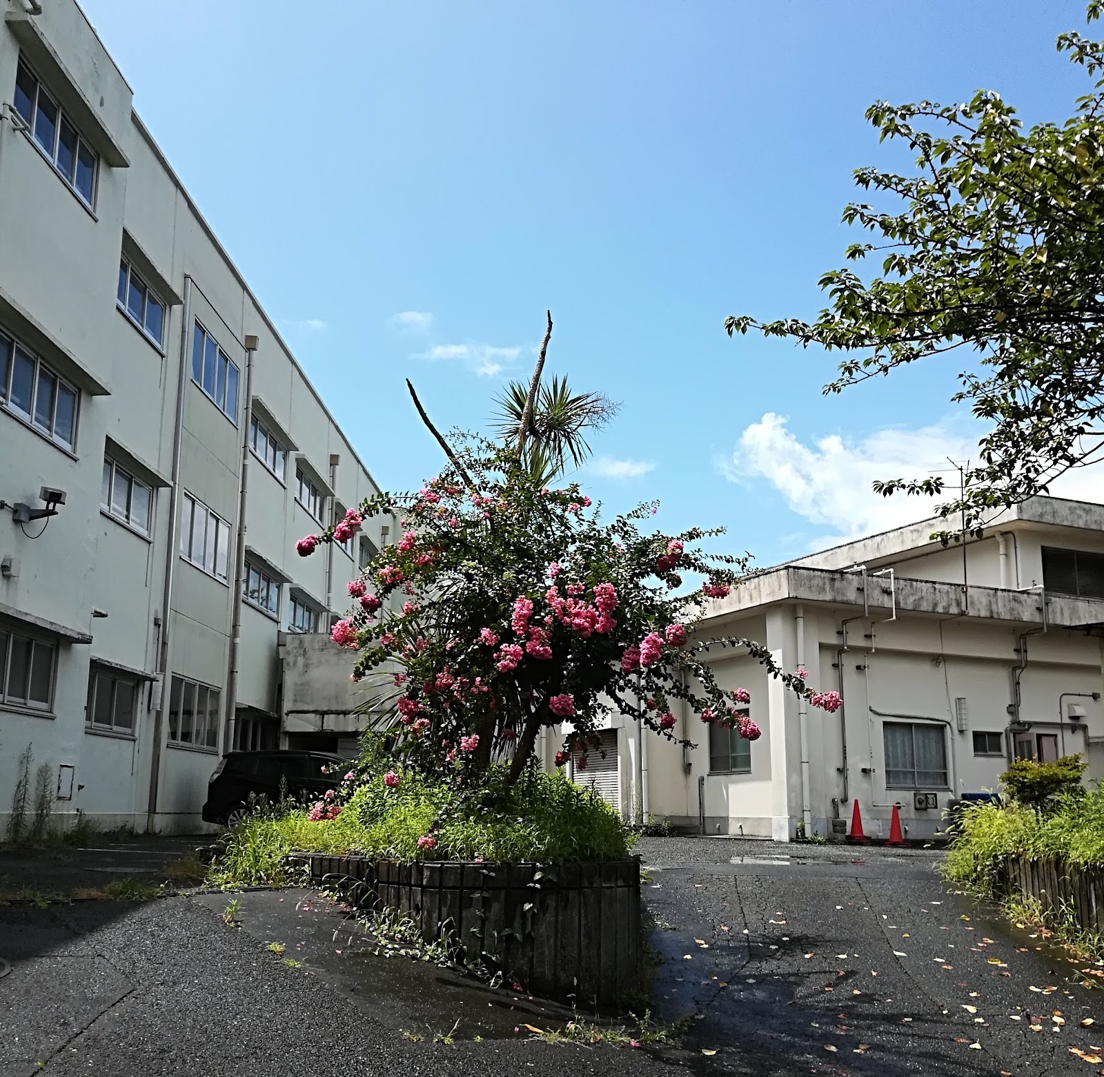 大正小学校の写真