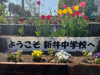 新井中学校の写真