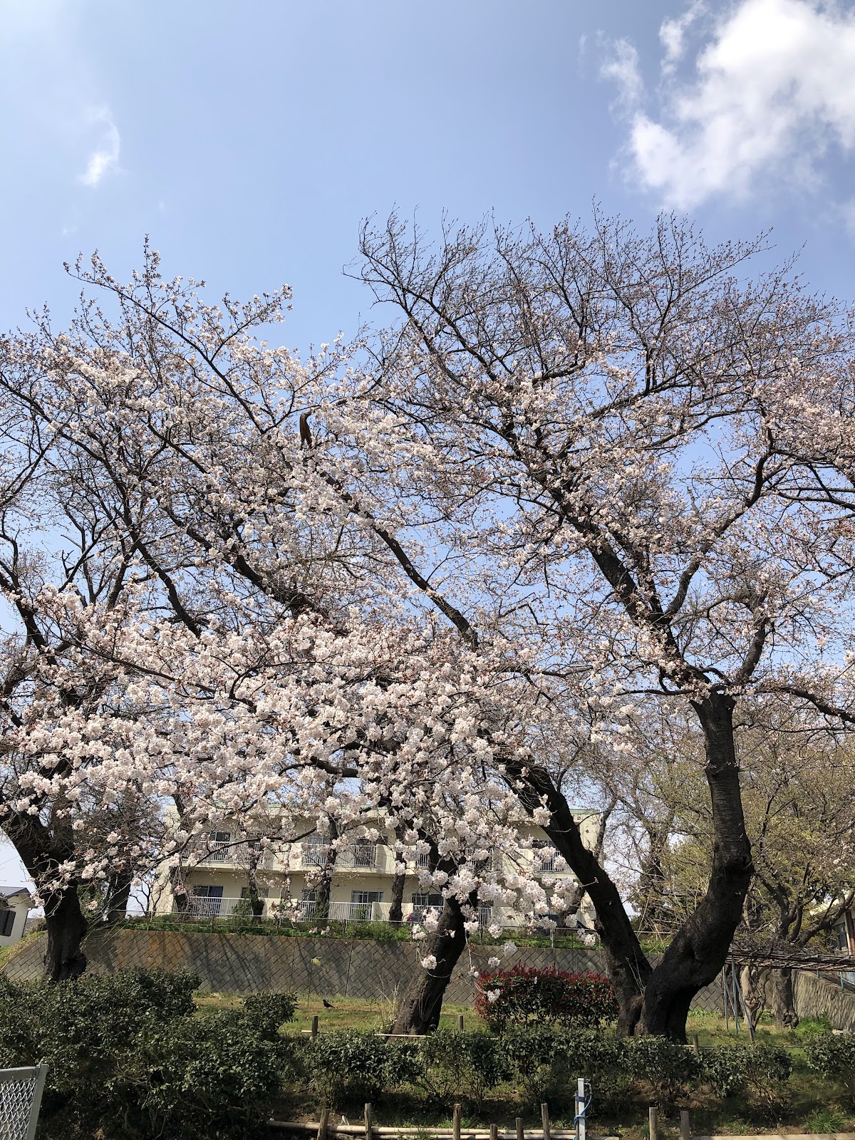 新井中学校　桜坂分校の写真