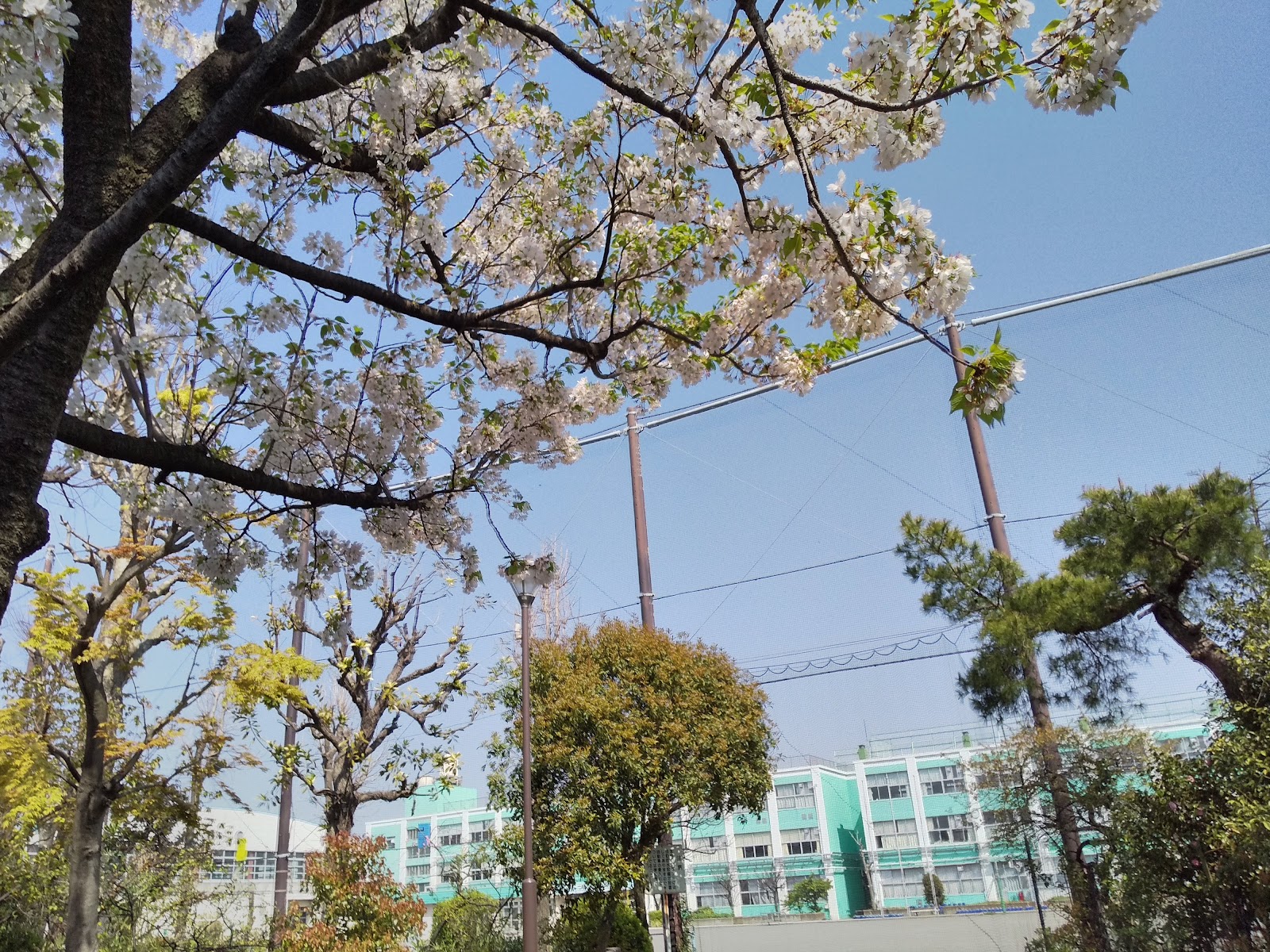 入船小学校の写真
