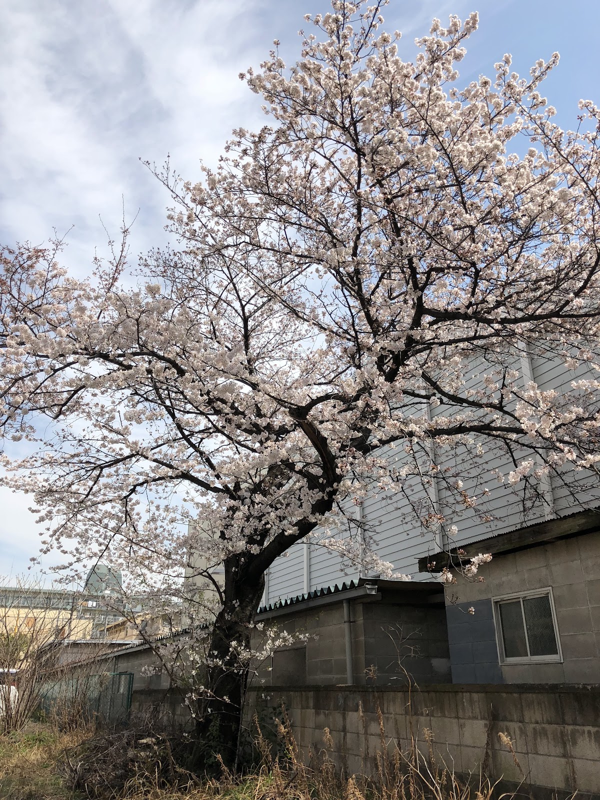 鶴見中学校の写真
